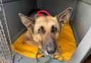 Bunny, who was left tied to the gates of an RSPCA animal rescue centre on Easter Sunday.