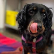 Elsa was rescued by the RSPCA after being found in a cage beside a road.