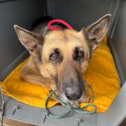 Bunny, who was left tied to the gates of an RSPCA animal rescue centre on Easter Sunday.