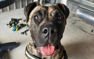 Presa Canario dog Blossom, who was rescued by Police and RSPCA inspectors.