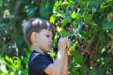 Child picking and eating ripe blackberry