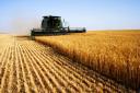 Combine  harvesting, stock image.