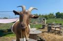 Home-school kids have been working with animals and plants at the Good to Grow site in Cobholm.