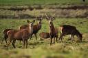 Male and female red deer in a field in Somerset, stock image.