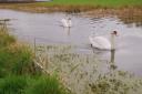 The Montgomery Canal near Welshpool is set to benefit from improvement works carried out by Glandŵr Cymru. The body, which is the Canal & River Trust in Wales, has received £250,000 of funding from the Nature Networks Fund, intended for canal works