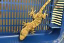 Chinese gecko found in shipping container in Wellington