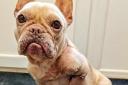 Pepsi, a French bulldog who was discovered by police suffering from a series of injuries