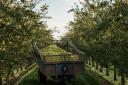 Apple harvest at Showerings Cider.