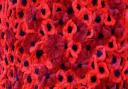 Lympsham's Women's Institute have knitted more than 1000 poppies as part of a Remembrance Day display.