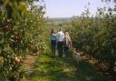 Harvest has begun at Thatchers Cider.