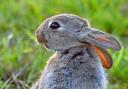 Young rabbit, pictured by Carl Bovis Nature Photography.