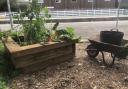 The community garden will open officially on Wednesday (July 24)