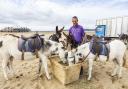 Richard Warburton has been working with donkeys for over 40 years.