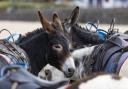 Petition to ban donkey rides on Weston beach nearing signature milestone