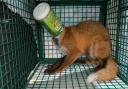 Secret World Wildlife rescued the fox after a call from a Weston resident