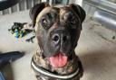 Presa Canario dog Blossom, who was rescued by Police and RSPCA inspectors.