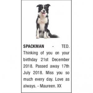 TED SPACKMAN