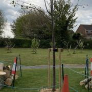 Several primary schools across Weston have planted thousands of tree saplings to combat the decline in trees brought about by Ash dieback disease.