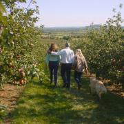 Harvest has begun at Thatchers Cider.