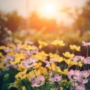 Flower display