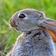 Young rabbit, pictured by Carl Bovis Nature Photography.