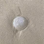 A 'Moon' jellyfish on Weston Seafront.