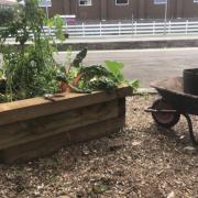 The community garden will open officially on Wednesday (July 24)