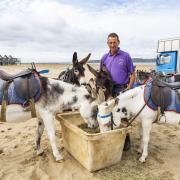 Richard Warburton has been working with donkeys for over 40 years.