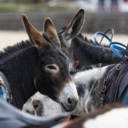 Petition to ban donkey rides on Weston beach nearing signature milestone