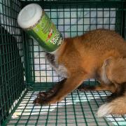 Secret World Wildlife rescued the fox after a call from a Weston resident