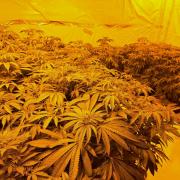 Town Centre Neighbourhood Policing Team seized 90 cannabis plants.