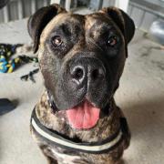 Presa Canario dog Blossom, who was rescued by Police and RSPCA inspectors.