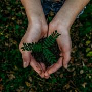 New interactive map launched to boost tree planting