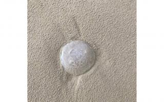 A 'Moon' jellyfish on Weston Seafront.
